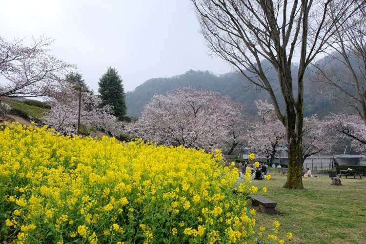 Kanagawa Prefectural Lake Tsukui Shiroyama Park, Water Garden, Flower Garden-相模原市必去景点