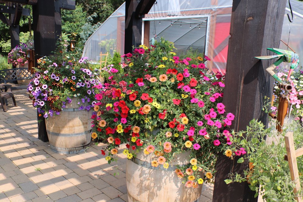 Bear Creek Artichokes-蒂拉穆克必去景点