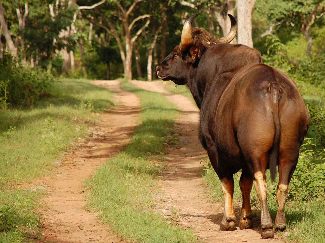 Wild Walkers景点图片