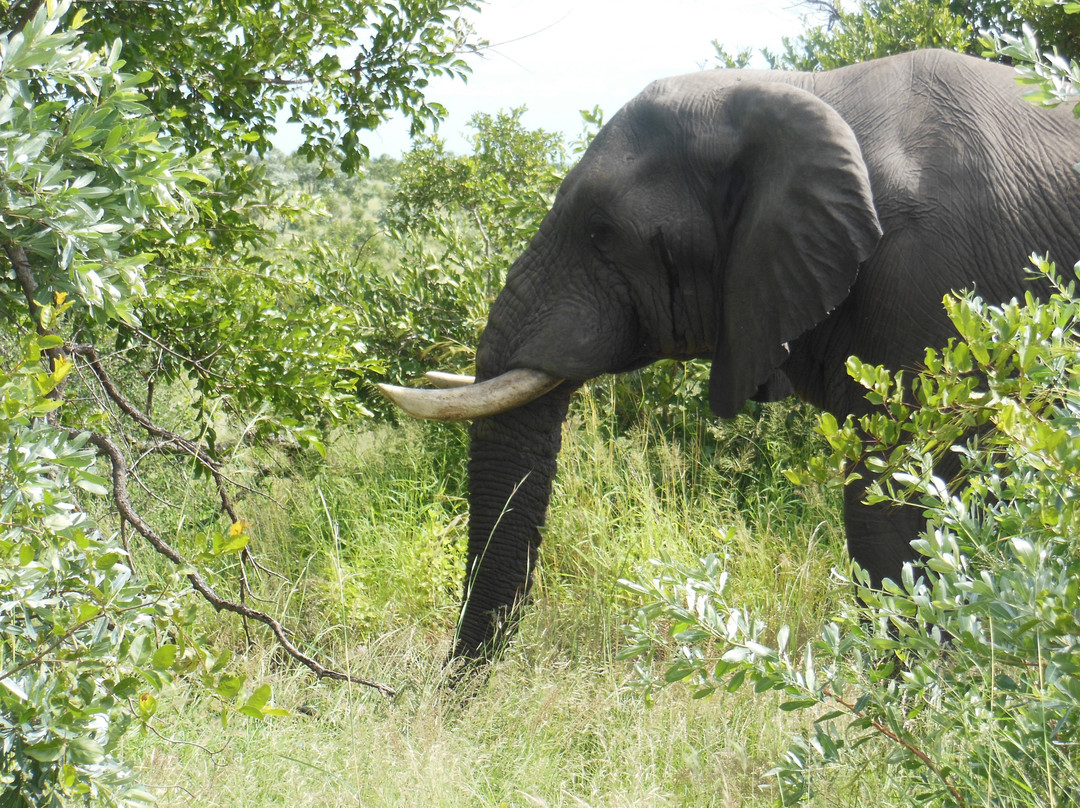 Vula Safaris景点图片
