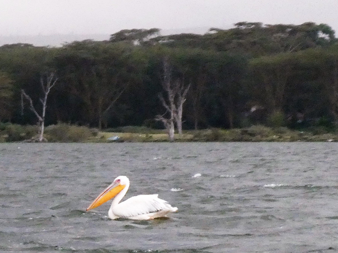 Baboons & Vervits-纳库鲁湖国家公园必去景点