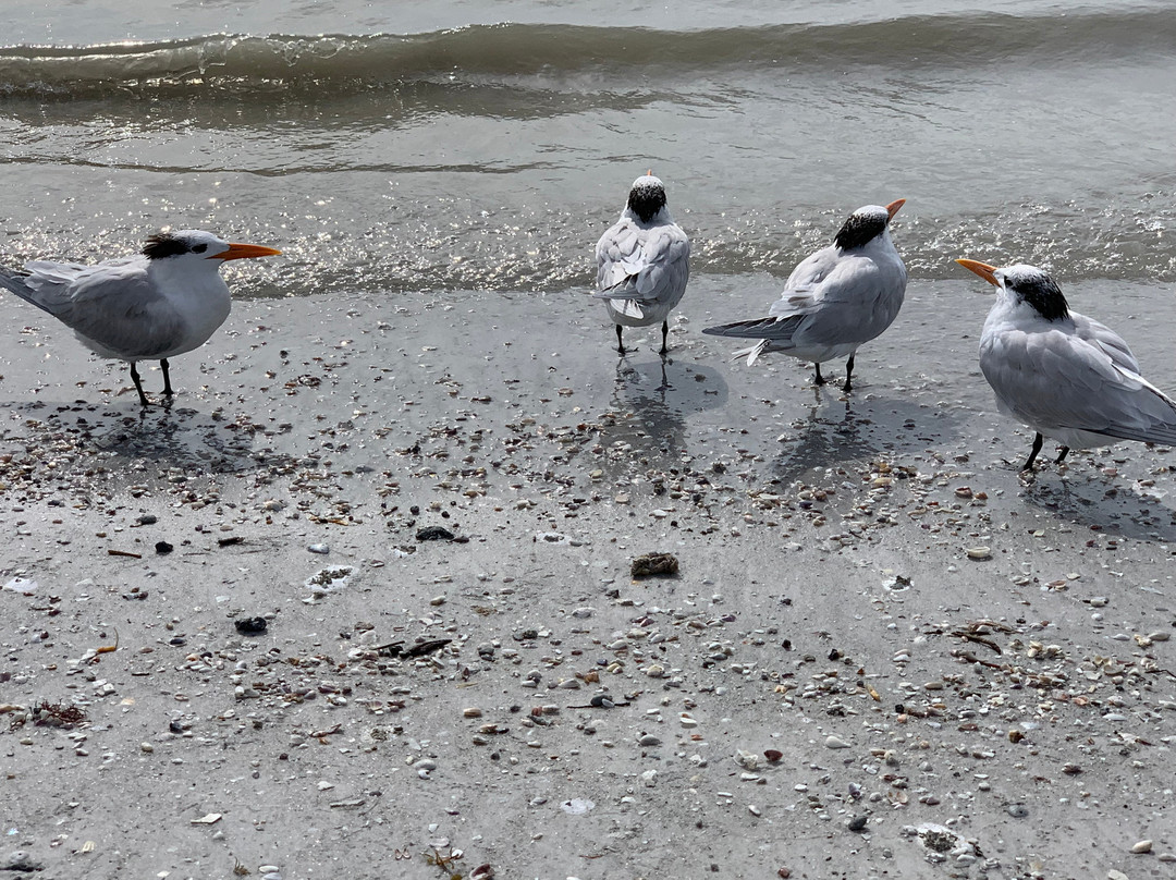 Island House Resort主图