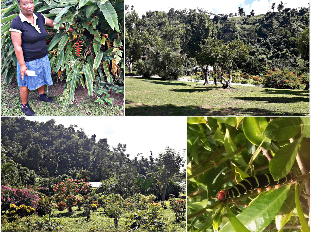 Dominica Botanic Gardens景点图片