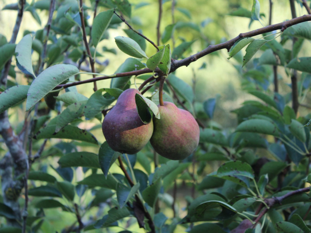 Agriturismo La Casa della Lavanda - Il Casale主图