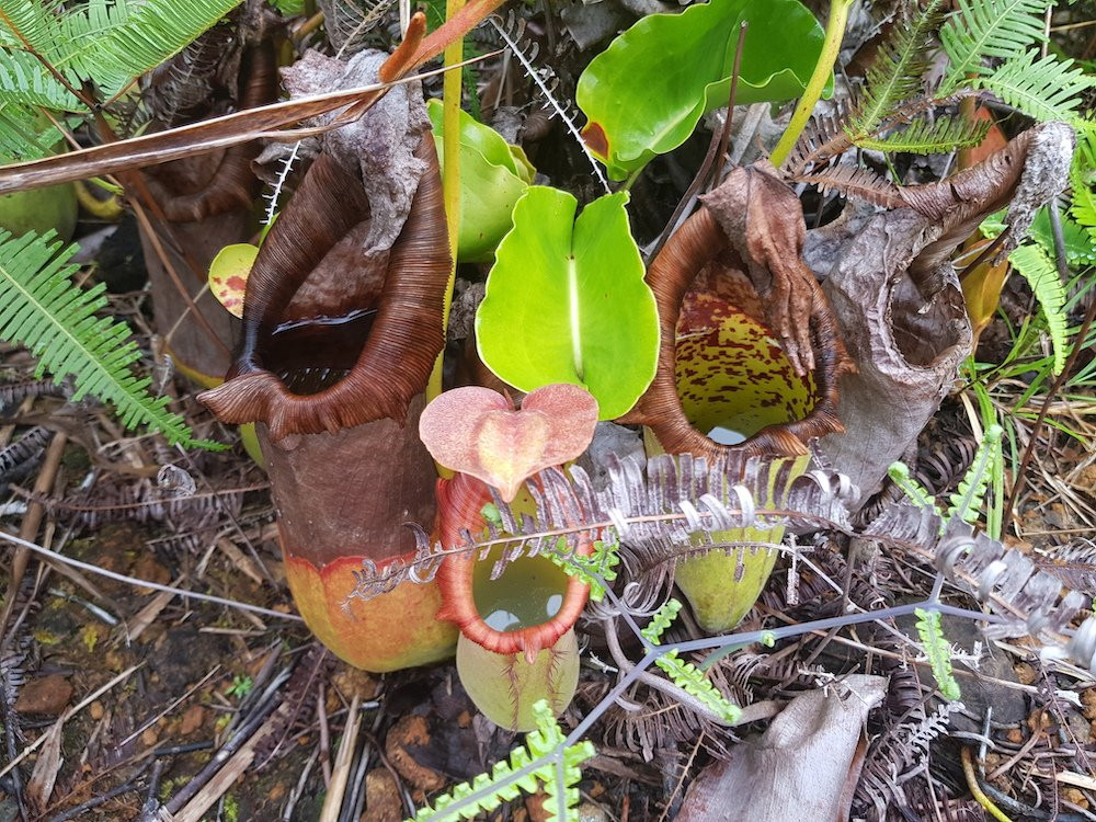 Mount Redondo Natural Bonsai Forest-Loreto必去景点