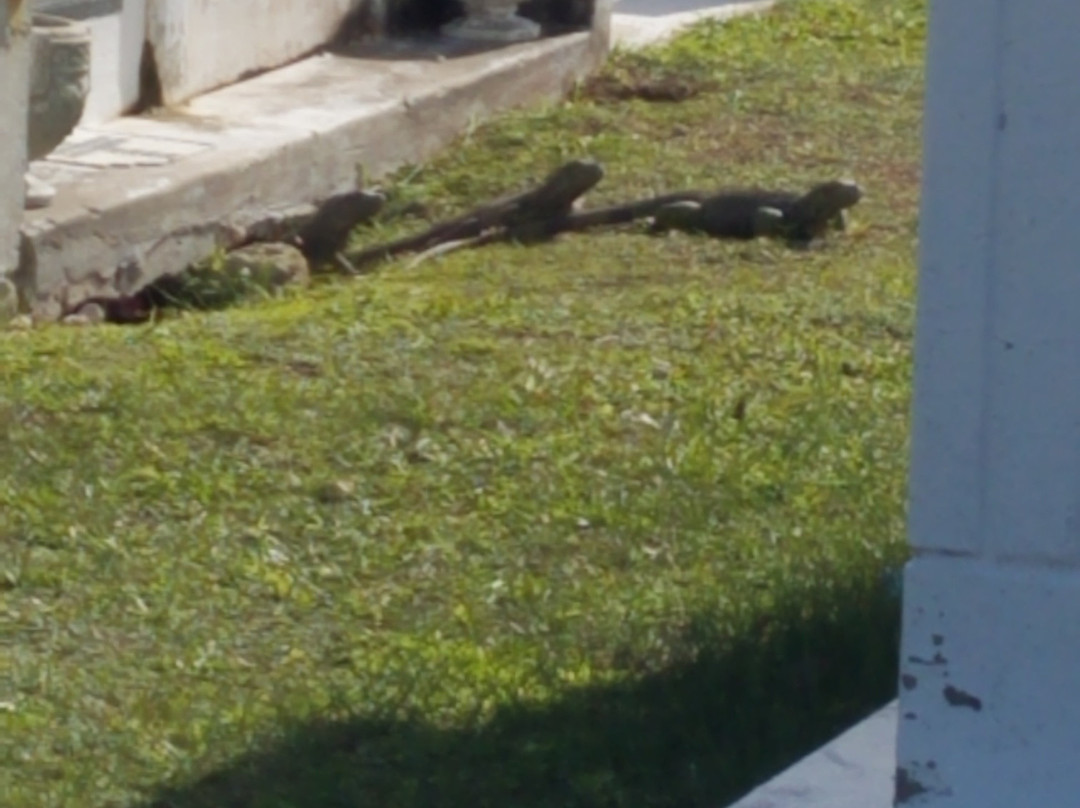 Key West Cemetery-基韦斯特必去景点