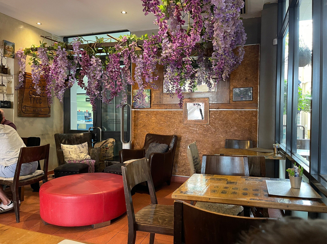 Don Adan Coffee Tree