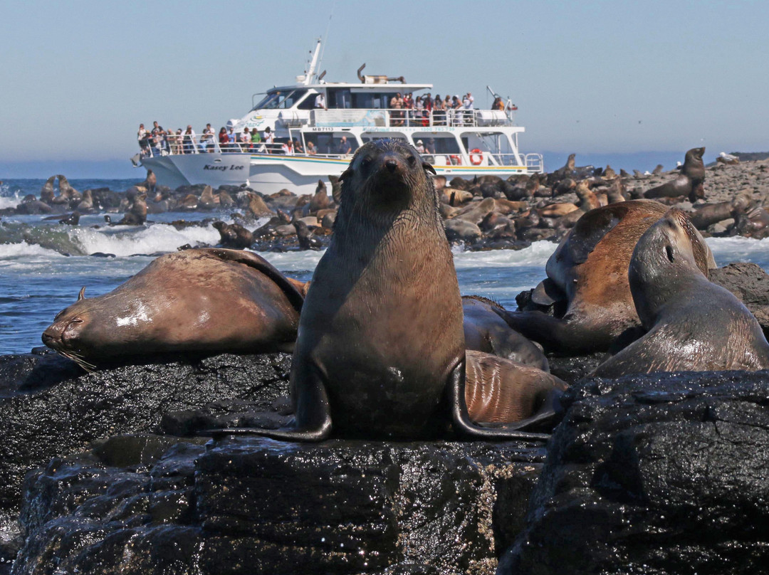 Wildlife Coast Cruises-考斯必去景点