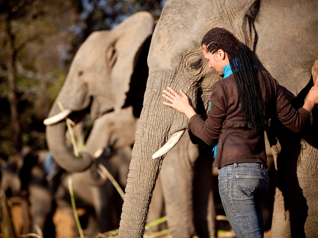 Elephant Whispers景点图片