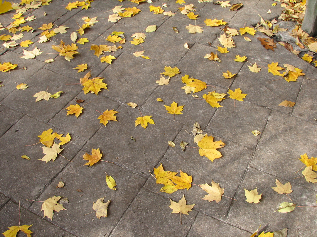 Blandford Nature Center-大急流市必去景点