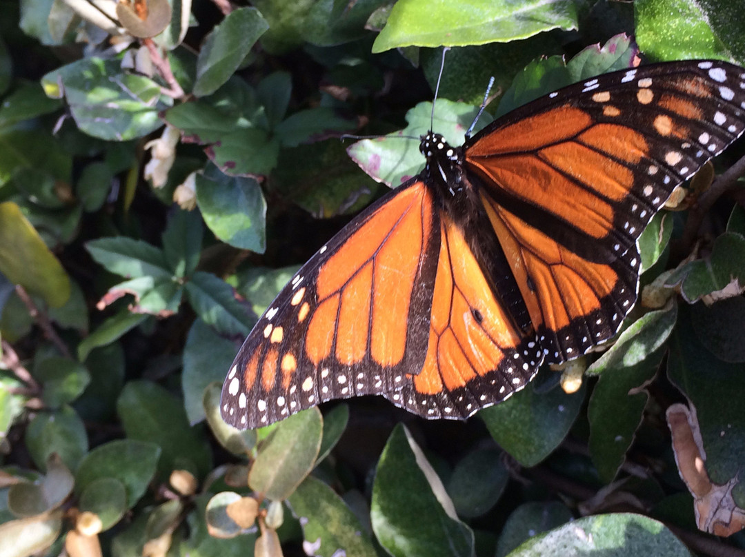 Holiday Inn Express Orange Beach-on the Beach by IHG主图