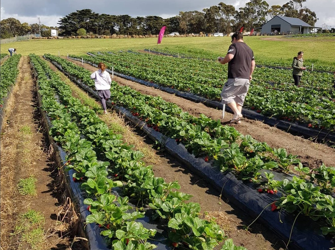 Surf Coast Strawberry Fields-Mount Duneed必去景点