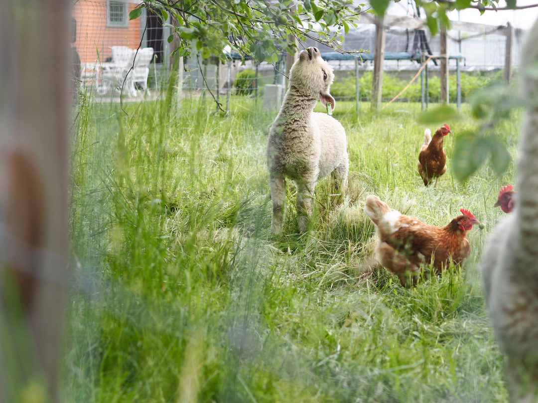 Saltbox Farm-康科德必去景点