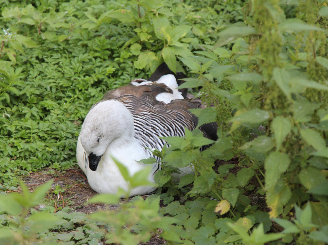 Weltvogelpark Walsrode景点图片