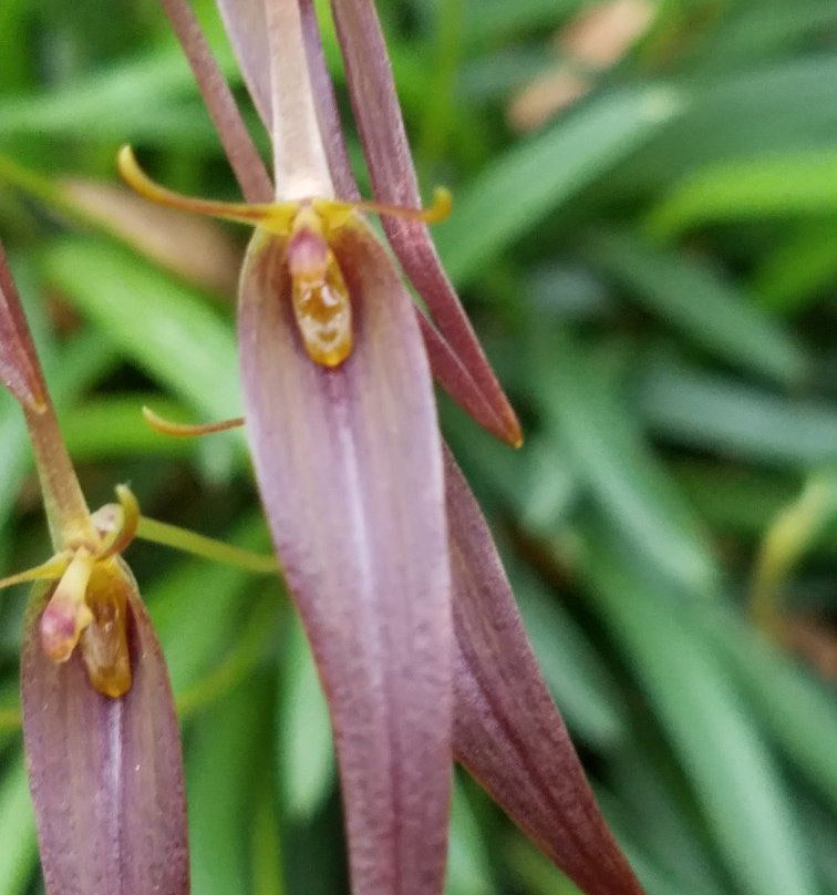 Orquideario Rio Verde景点图片