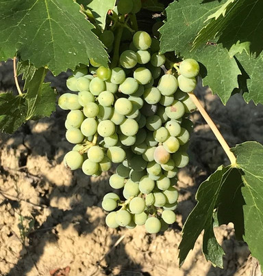 Cantine Leonardo Da Vinci-芬奇必去景点