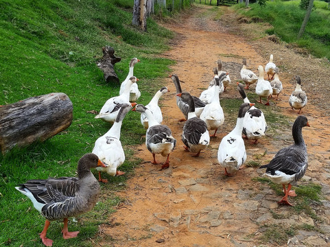 加里奥农庄主图