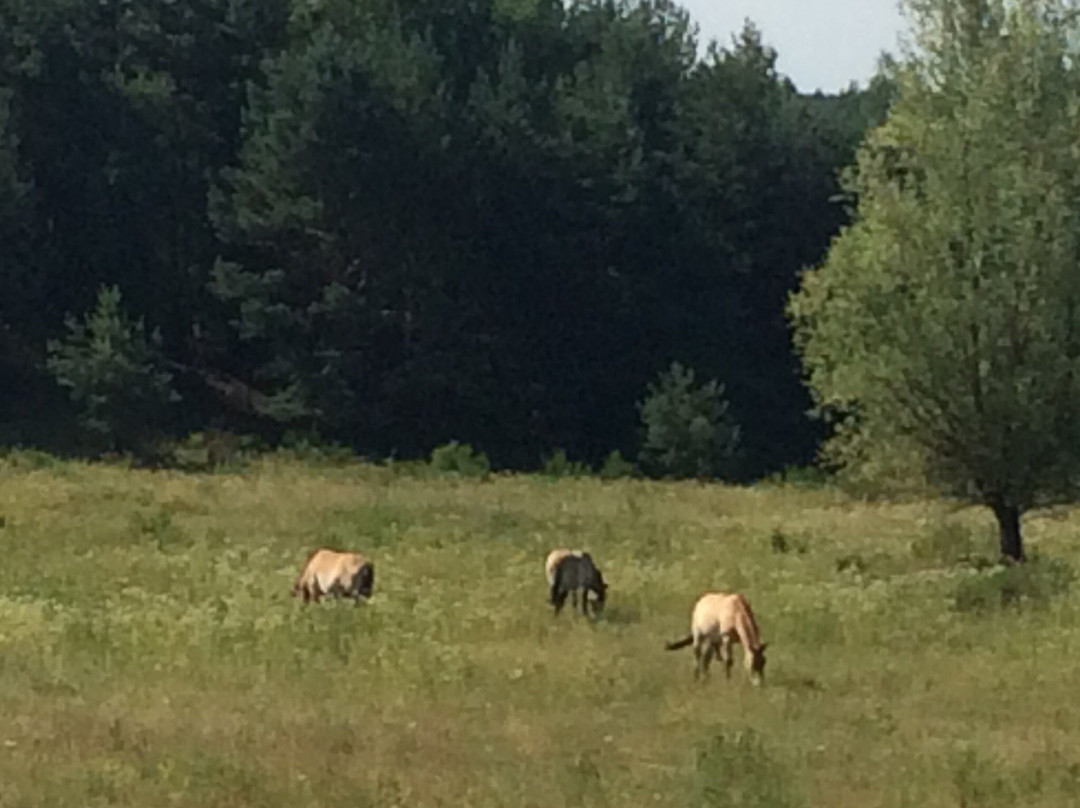 Urwildpferde im Naturschutzgebiet Tennenloher Forst景点图片