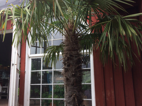 Bäckadalens Växthus och Café主图