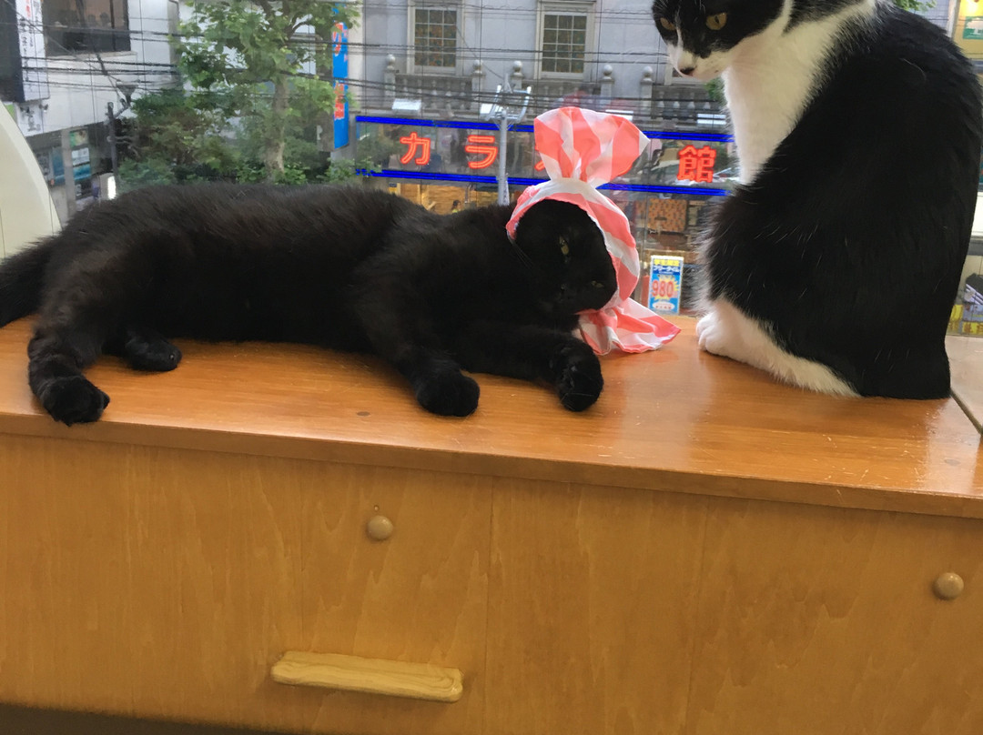Cat Cafe Nyankoto-Takadanobaba必去景点