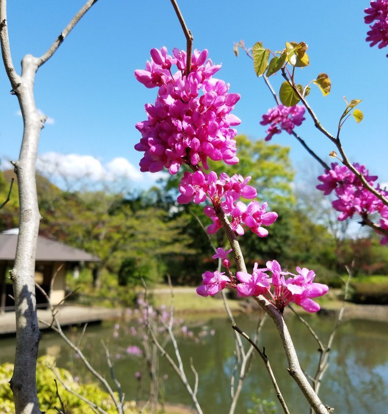 Chiba Kashiwanoha Park-柏市必去景点