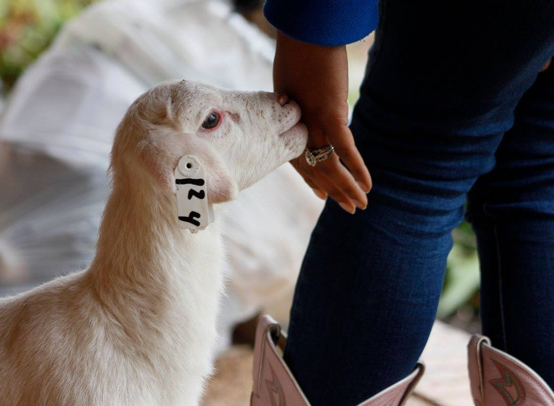 Sisters on Sycamore Bed & Breakfast主图