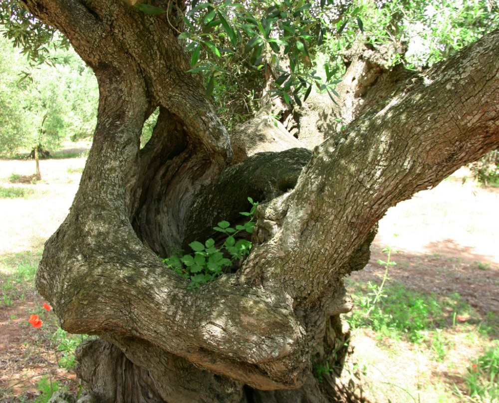 Azienda Zacheo - Oleovinicola GIZ s.r.l.-Carpignano Salentino必去景点