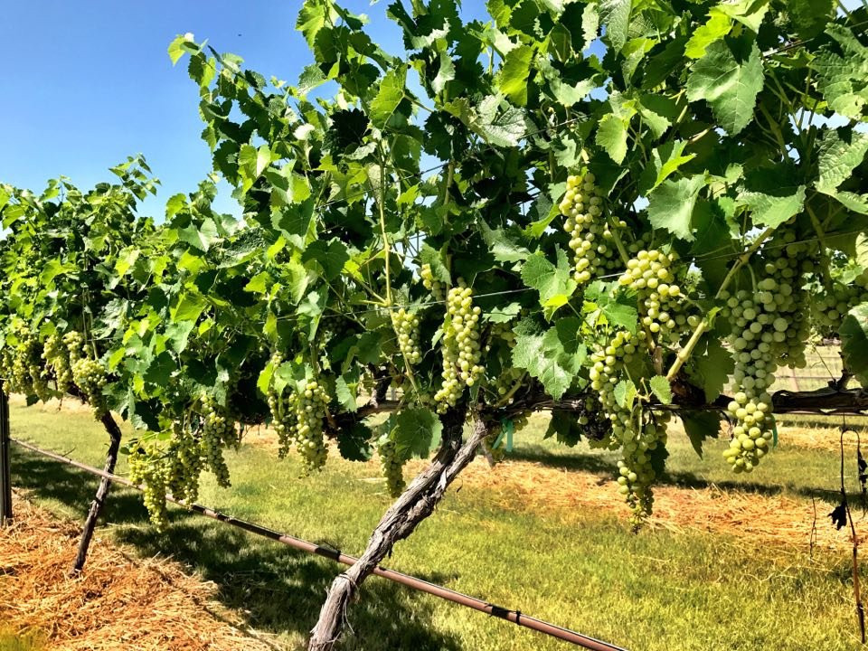 Wheat State Wine Co-Winfield必去景点