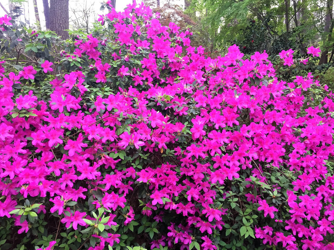 Ruby M. Mize Azalea Garden景点图片