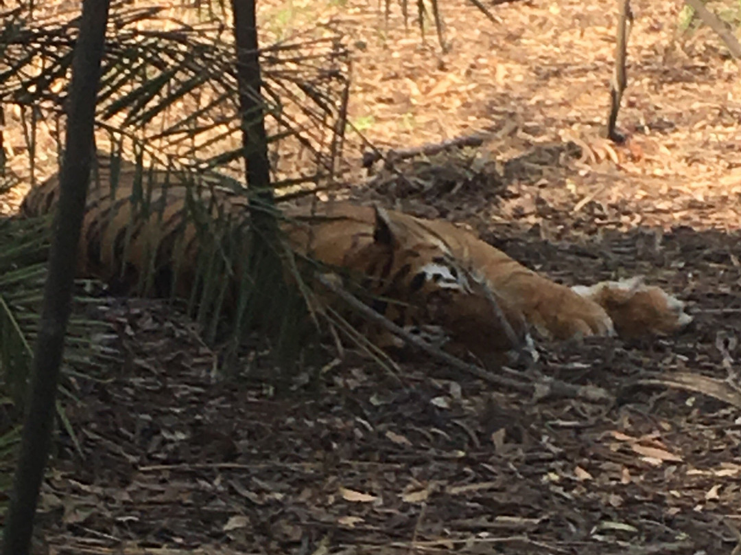 Tiger Safari景点图片