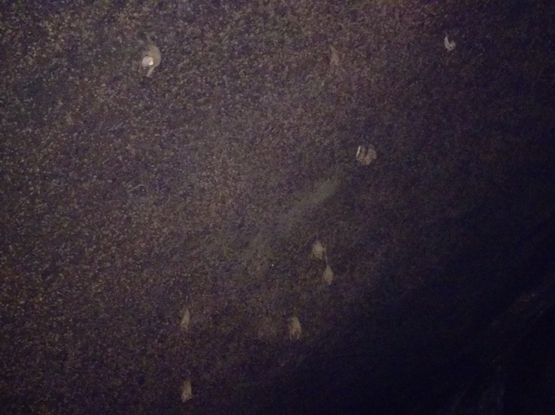 Bats' Cave Temple景点图片