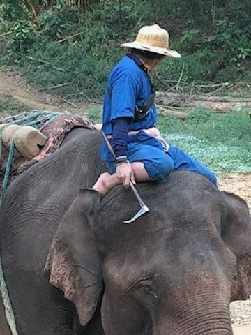 The Elephant Training Center Chiang Dao景点图片