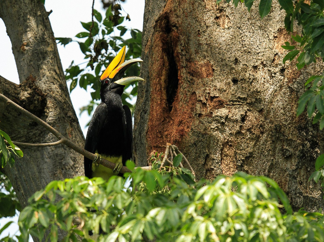 Birdpacker Birding Tours Baluran-巴纽旺宣必去景点