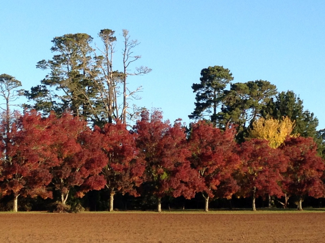 Burrawang旅游攻略图片