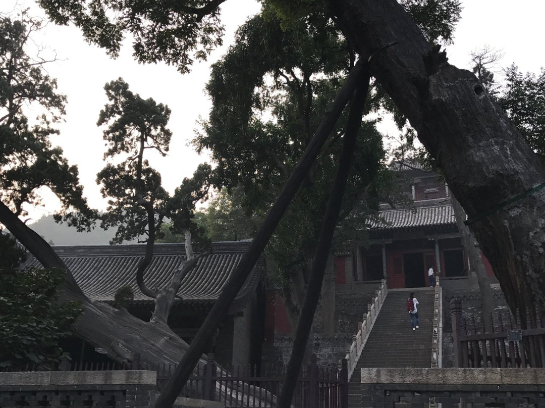 周柏唐槐-太原市必去景点