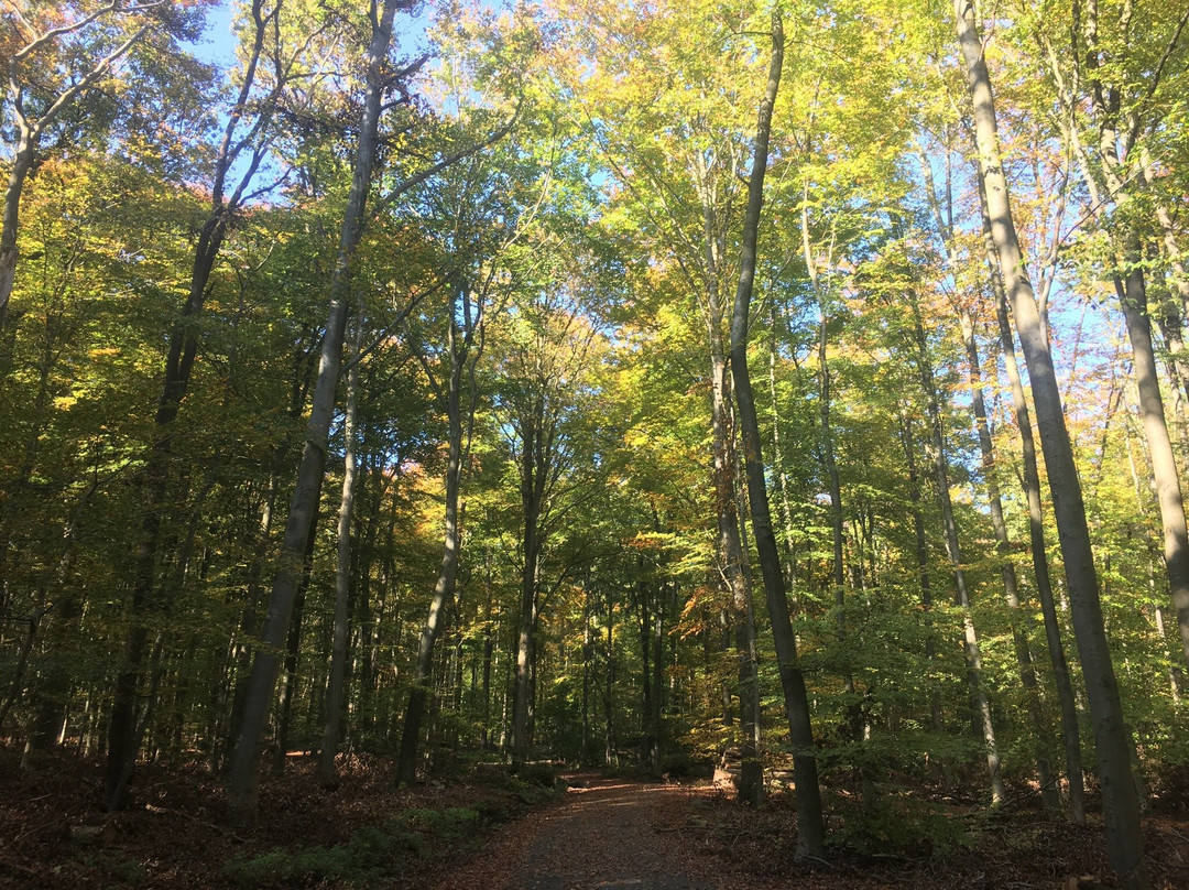 Celtic Trail at the Heidetränk Oppidum-Oberursel (Taunus)必去景点