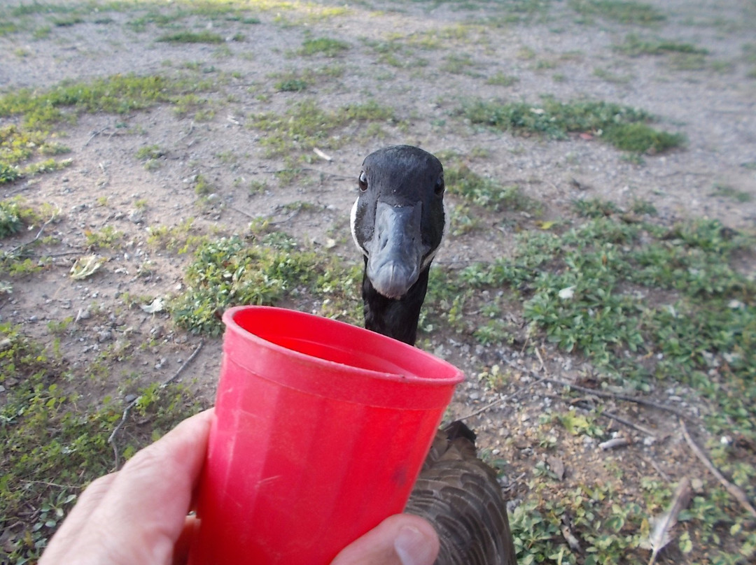 Jack Miner Bird Sanctuary景点图片