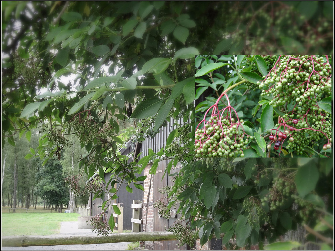 Wildpferdebahn im Merfelder Bruch景点图片