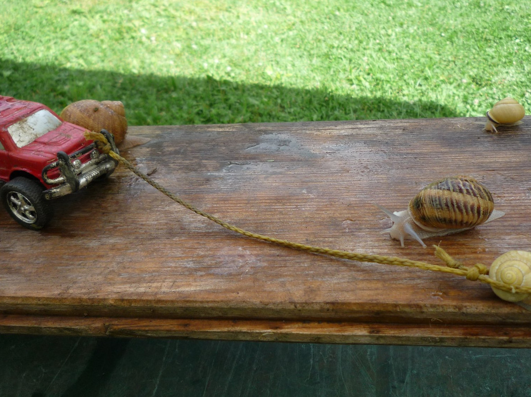 L'Escargotière d'Arno景点图片