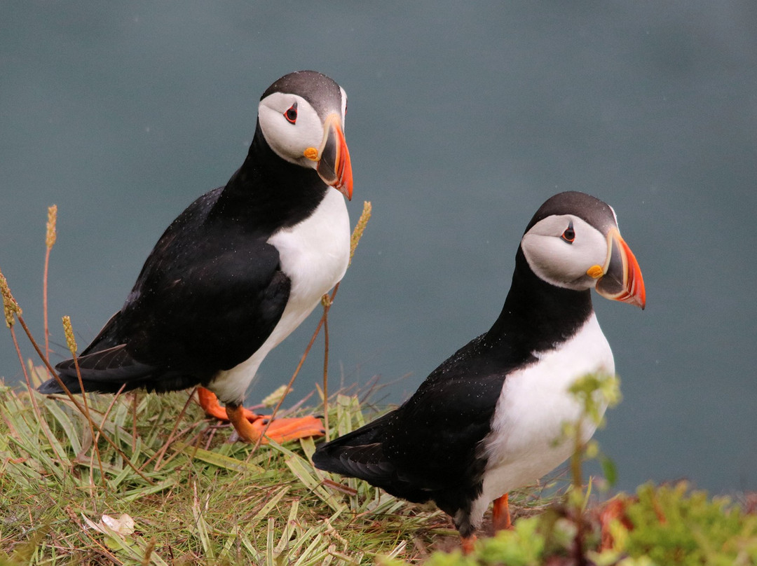 Puffin Hikes景点图片