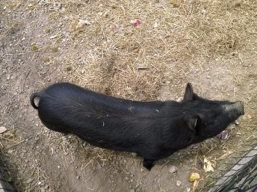 Abrams Animal Farm-新肖勒姆必去景点