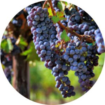 Traube de Callet-马洛卡帕尔马必去景点