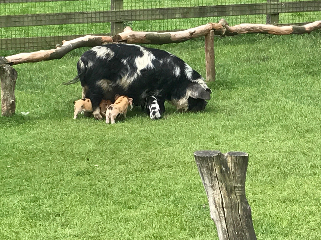 Kinderboerderij De Goudse Hofsteden景点图片