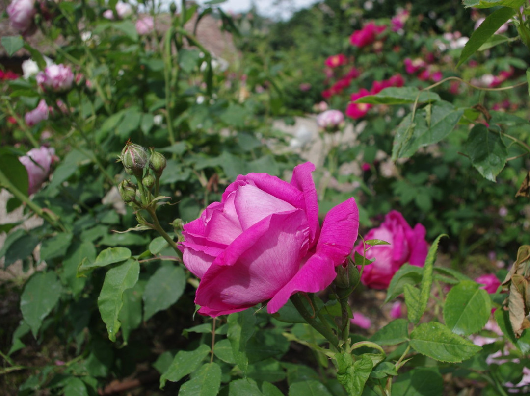 Il  Roseto景点图片