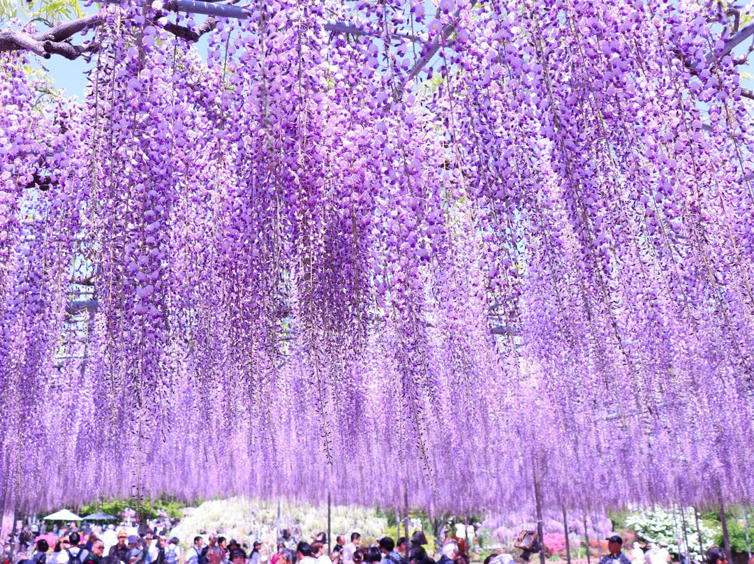 Ashikaga Flower Park-足利市必去景点