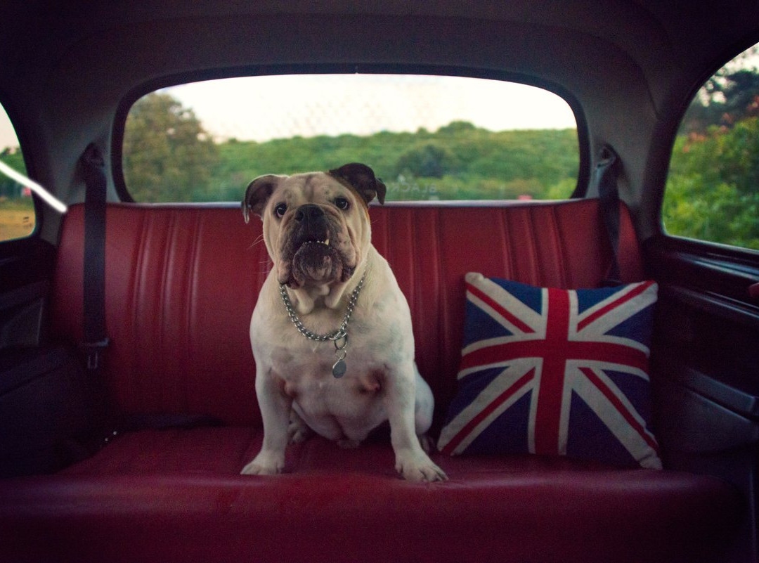 Black Cab Central-悉尼必去景点