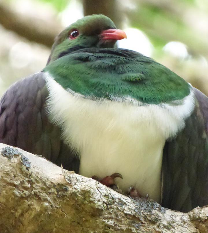 Oh Yeah Tours-皮哈海滩必去景点