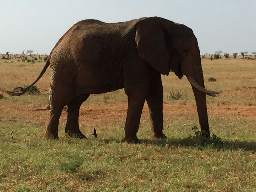 Kenya Safari Explorer-马林地必去景点