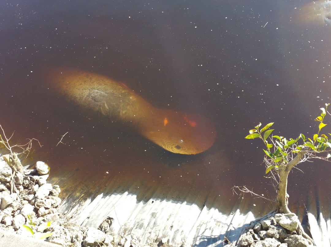 Manatee World-迈尔斯堡必去景点