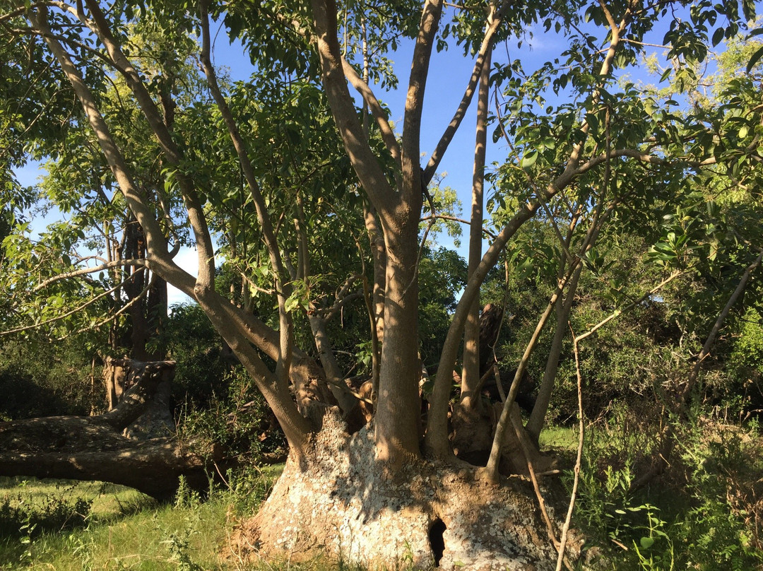 Monte de Ombues-Rocha必去景点